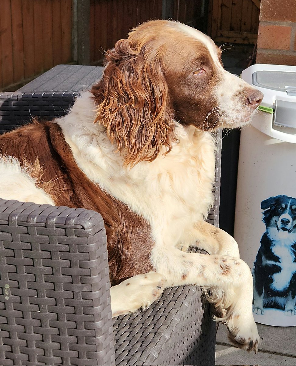SpringerSaint's tweet photo. After a day of random showers (usually when I'd just pegged laundry out π) it's now a beautiful sunny, warm evening π #SunpuddlingTime #CiderOclock https://t.co/3RwqSOlXxu