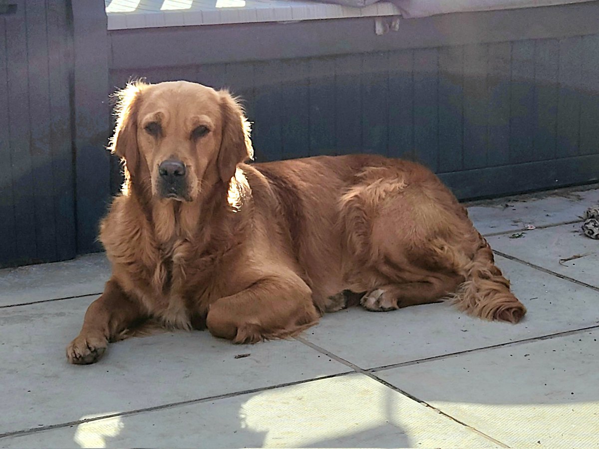 SpringerSaint's tweet photo. After a day of random showers (usually when I'd just pegged laundry out π) it's now a beautiful sunny, warm evening π #SunpuddlingTime #CiderOclock https://t.co/3RwqSOlXxu
