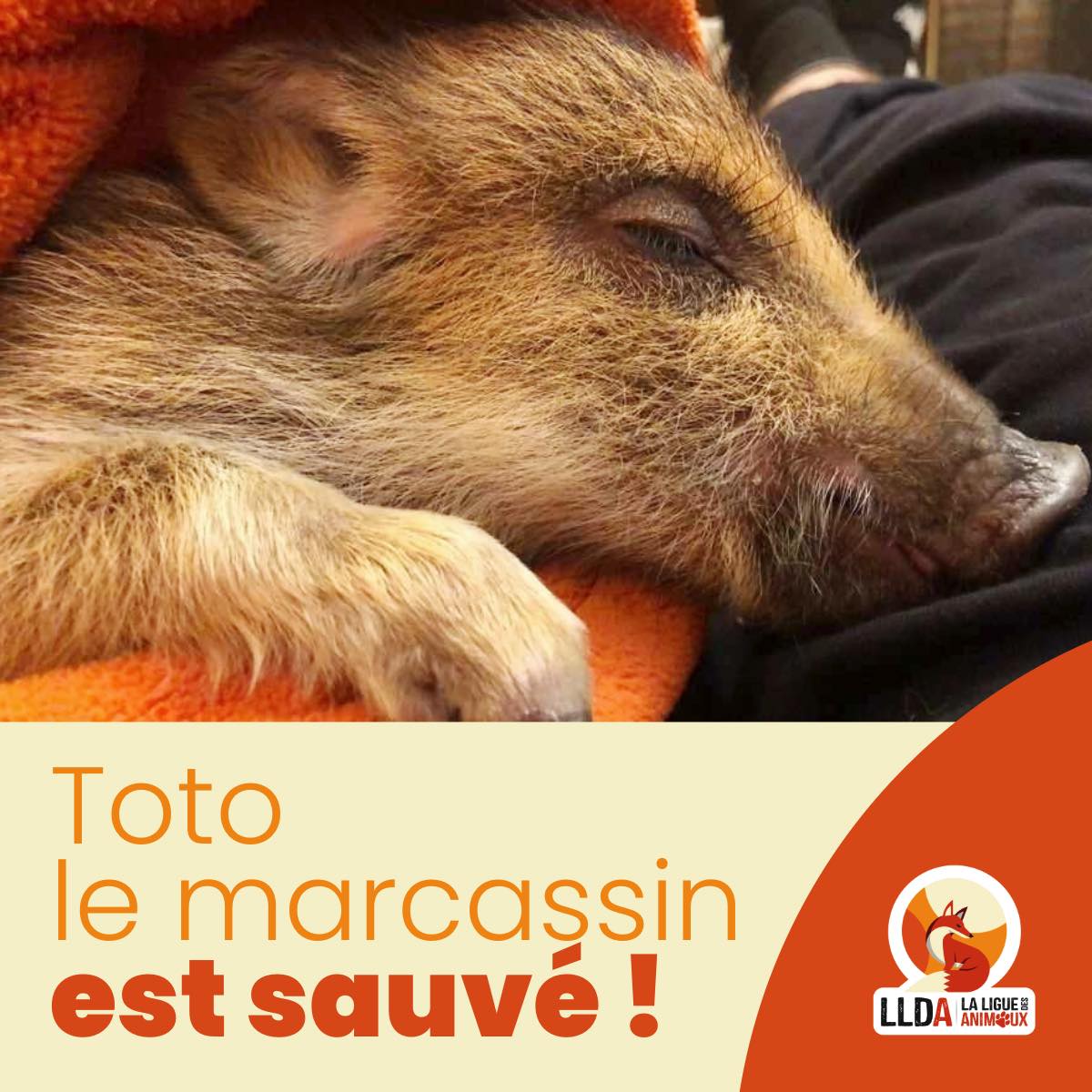 LigueDesAnimaux's tweet photo. Toto le marcassin est sauvé de l'euthanasie !

Merci à tous ceux qui ont rendu possible cette décision 🙏🏻❤ https://t.co/YOF4k3gP0I