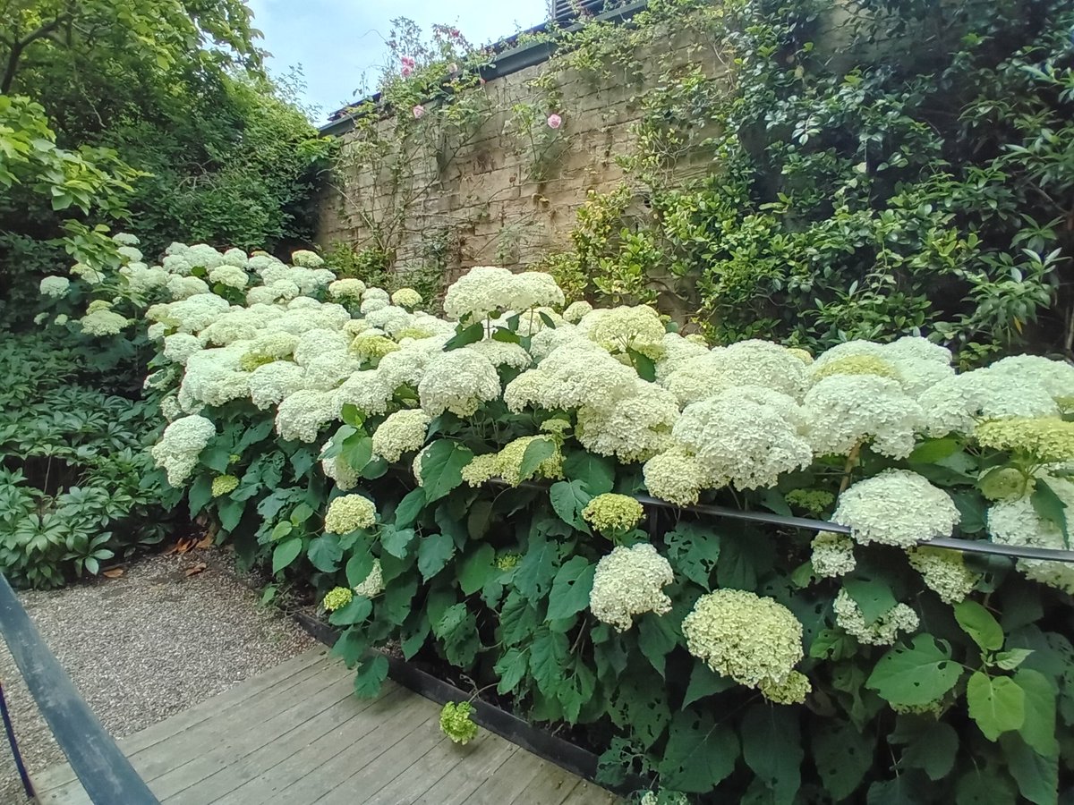 The gardens at <a href="/RenishawHallG/">RenishawHall&Gardens</a> near Sheffield looked truly magnificent this afternoon!