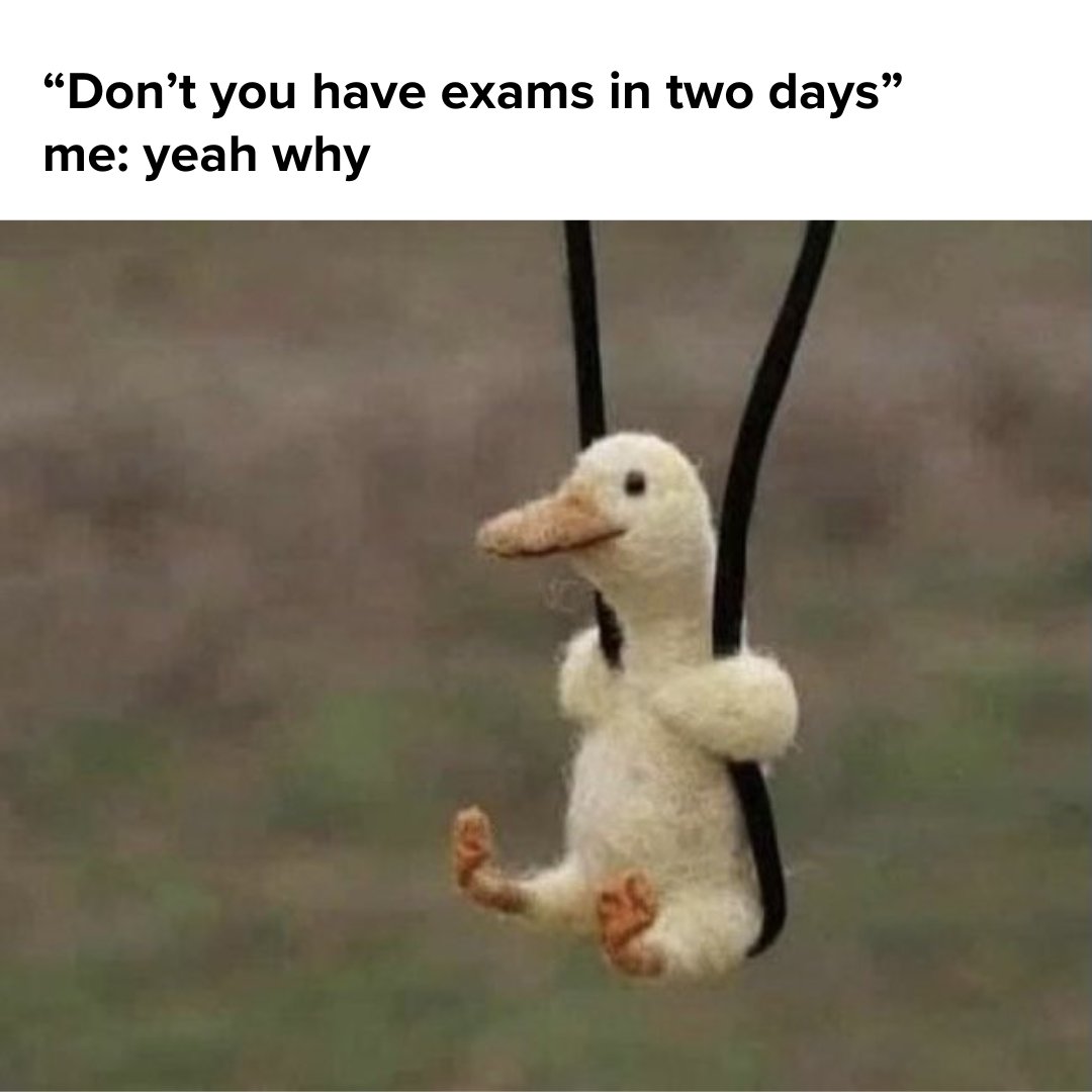 myinstantessay1's tweet photo. When you remember you have exams in two days but you're too chill to care. 🦆😎✌️
#ExamStress #ProcrastinationNation #AllNighters #CaffeineFueled #StudentLife #DeadlinesLooming #PanicMode #CrammingSession #WishMeLuck #SendHelp #MotivationNeeded #StudyBuddies #CoffeeLover https://t.co/seAIvtxwE2