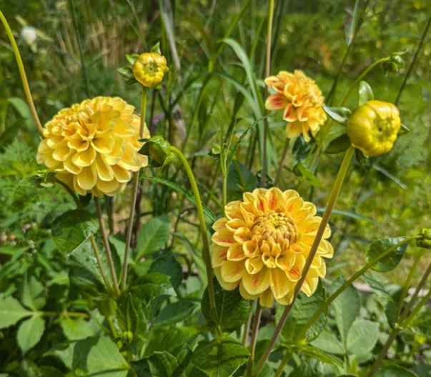Het was spannend vanwege het natte weer en de slakken, maar…..we hebben dahlia’s. Zondag kan je ze komen plukken tussen 11-13 uur. Tot ziens op Stadstuin Zuilen!  <a href="/Utrecht/">Joost</a>