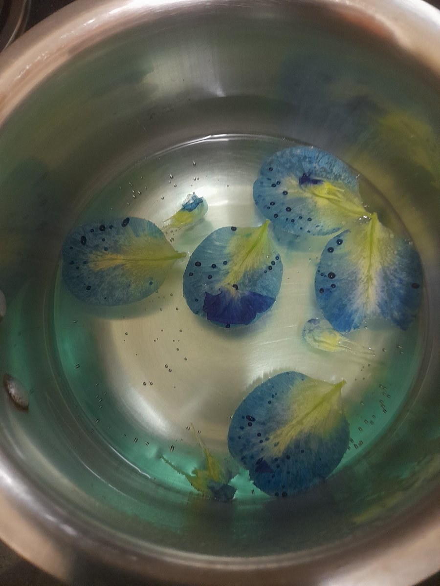 mayilravi's tweet photo. எப்புடி இருந்த நான் இப்படி ஆயிட்டேன்.....சங்குப்பூ
#Blue_tea making...💙 https://t.co/FwwF3ZPRgC