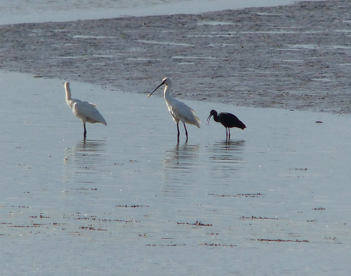 Little Gull and Glossy Ibis at Breydon this evening.