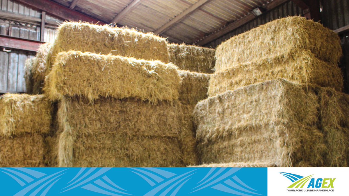 agexgroup's tweet photo. Keeping your stable stocked and supplied with feed is a 24-hour job.  

The AGEX app is a great tool to help you locate local verified hay producers who have feed for sale.

Download and sign up for the app today! 
https://t.co/losj0gek2M  #WestCdnAg https://t.co/UwokfEiron