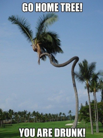 BigFatTreeMeme's tweet photo. Made a TG group: 
https://t.co/eRAxwDHqES

Launching in a few hours on Pump Fun.... 

#Solana #SolanaLaunch #SolanaSummer #SolanaToken #PumpFun #TokenLaunch https://t.co/DiHiCQXTdv