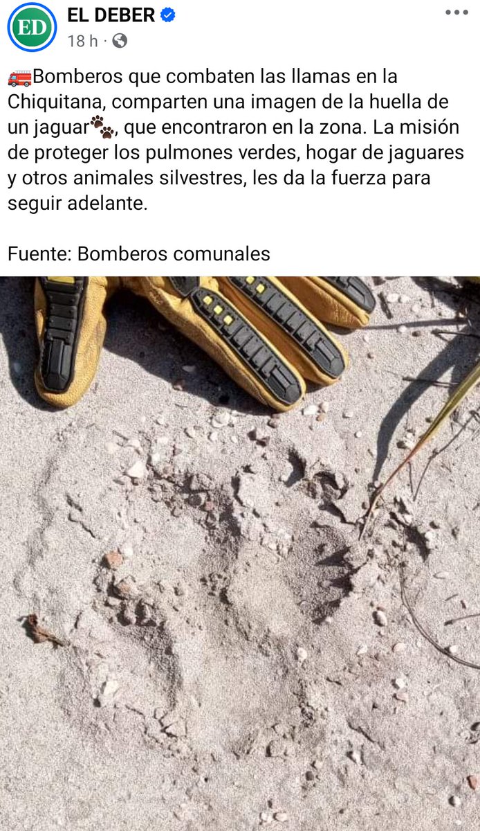 ¡Alerta en Roboré! 🚨🔥 Treinta incendios están amenazando a tres comunidades y el área protegida  Necesitamos acción inmediata y apoyo para nuestros bomberos. 🌿🚒

Ayuda contactando al 72187039. ¡Comparte y crea conciencia! #SalvemosRoboré #ProtejamosTucabaca 
#TigreGente