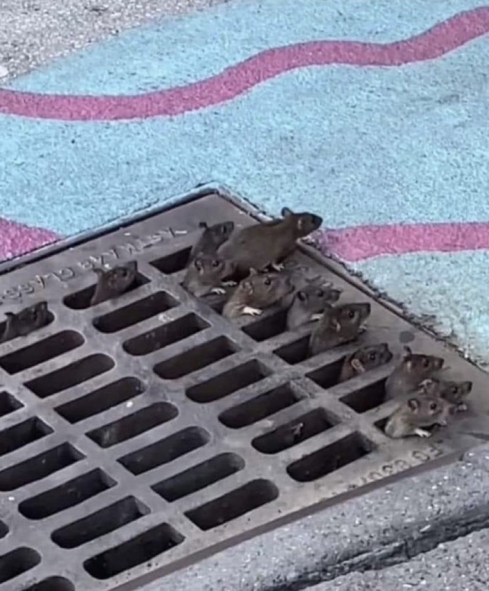 Peter Hearn Isn’t Here Anymore tweet media