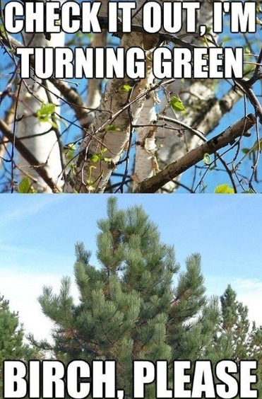 BigFatTreeMeme's tweet photo. We are live!
You can buy the Big Fat Tree token right now!
CA: 2WRoApqjGM1JKy6F6gDmWF6rBDozNvxm2qDHQPmZpump
Make it green!
Link: https://t.co/5I1K1VFfyb
#PumpFun #Solana #TreeMeme #MemeCoin #PumpCoin $SOL $SOLANA https://t.co/WPIpN77feZ