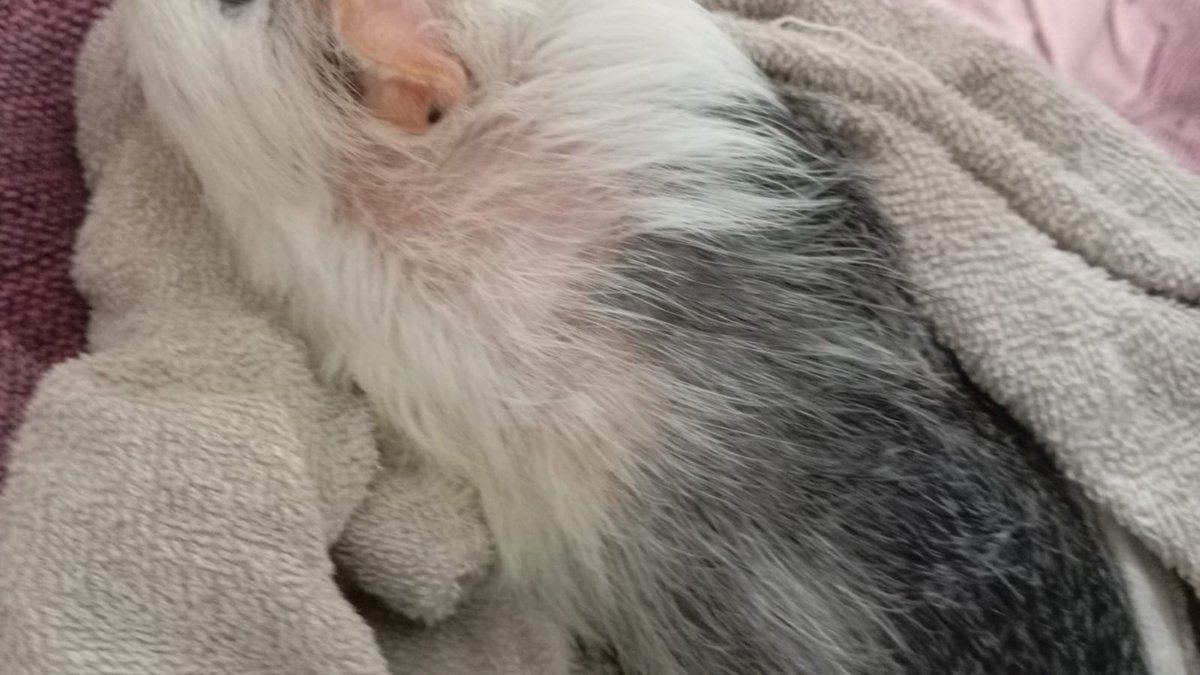 sukehirosr's tweet photo. Gente… minha porquinha da índia está muito doente, o pelo dela tá caindo muito e ela emagreceu demais, queremos levar ela na Vet mas não temos dinheiro por enquanto, se vcs puderem ajudar de alguma maneira mesmo q seja compartilhando, ou com algum valor, vou deixar o pix abaixo https://t.co/DlVRoSCdw9