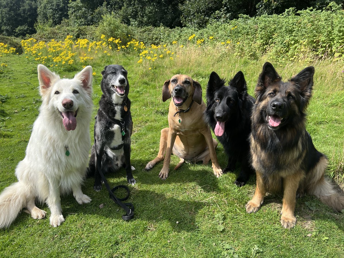 ForRover's tweet image. Normal service resumes! And what a spectacular day!