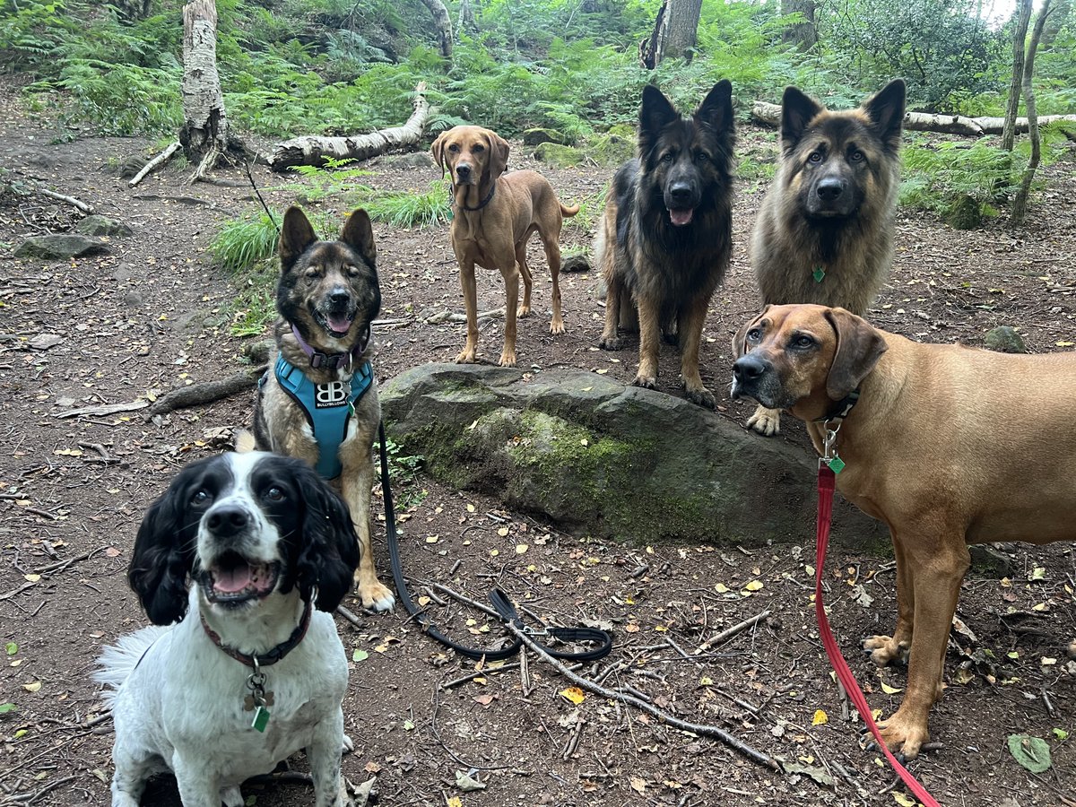 ForRover's tweet image. Normal service resumes! And what a spectacular day!