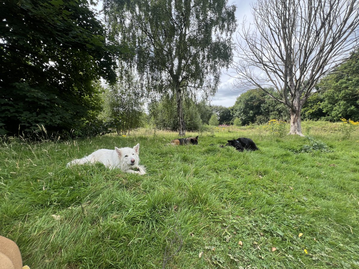 ForRover's tweet image. Normal service resumes! And what a spectacular day!