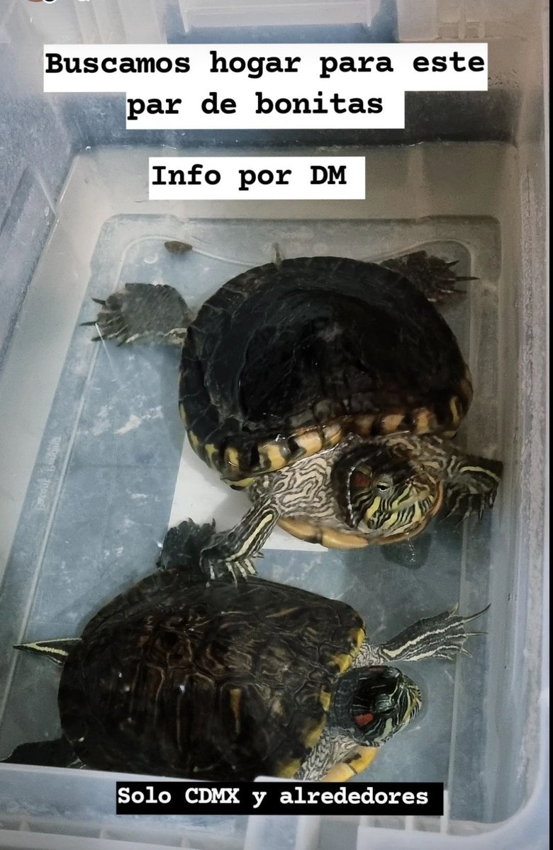 Estambronitos's tweet photo. Alguien quiere adoptar unas tortuguitas jóvenes? Solo 20 años de los que les faltan https://t.co/32mvn555sh