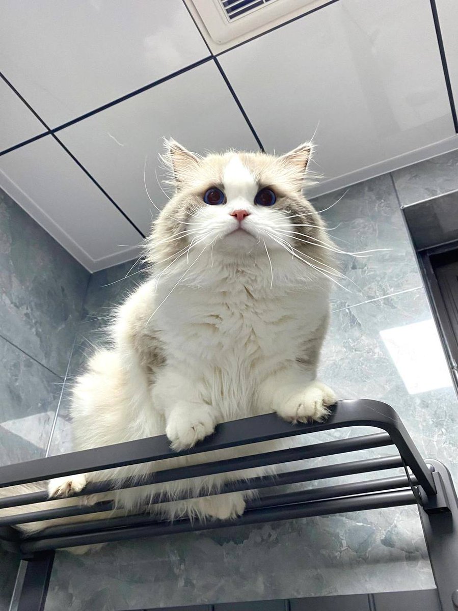 My kitty can't even lose me from his sight for a minute💞