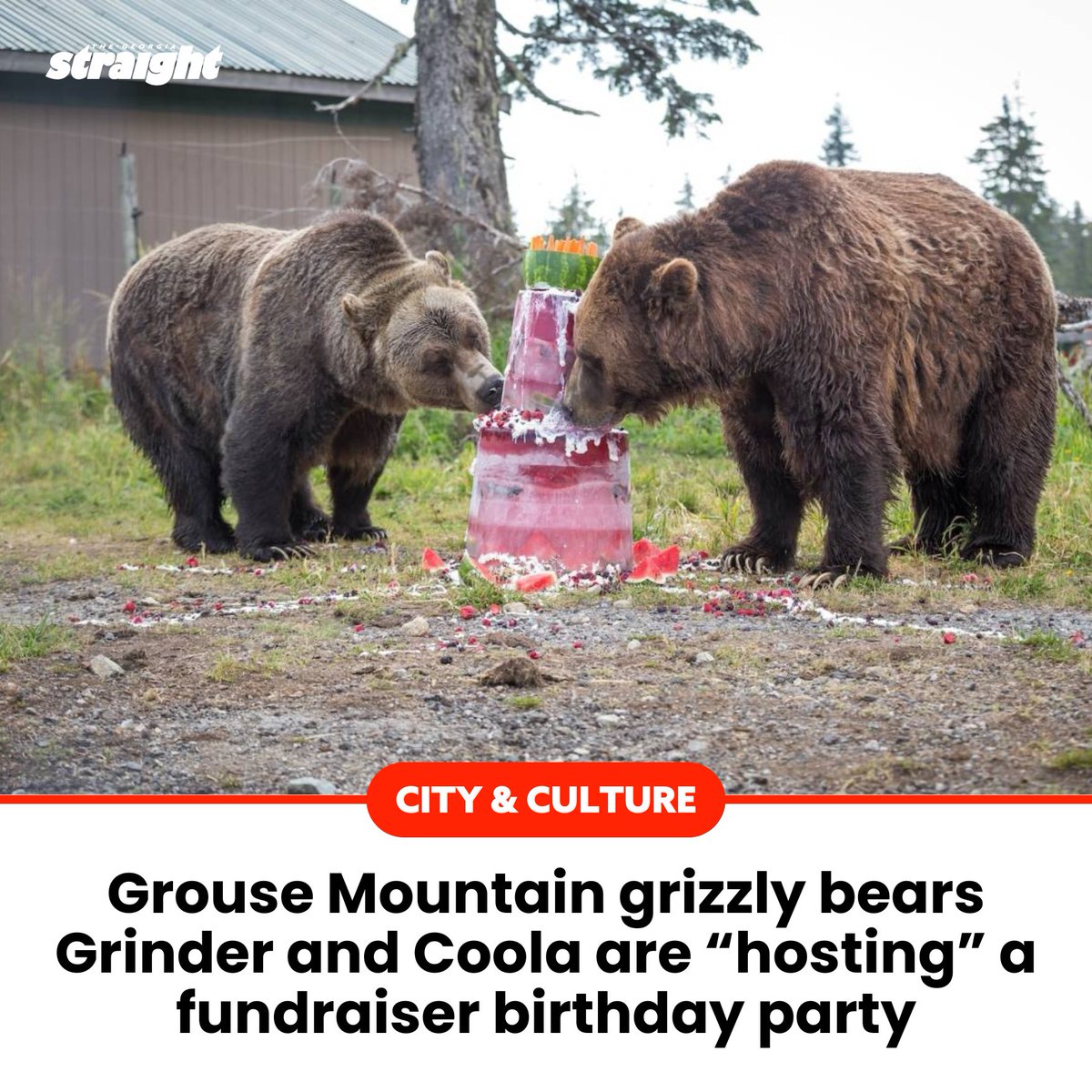 Georgia Straight (@georgiastraight) on Twitter photo A bear-y special fundraiser is happening at <a href="/grousemountain/">Grouse Mountain</a> tomorrow 🐻🎂: straight.com/living/grouse-… A bear-y special fundraiser is happening at <a href="/grousemountain/">Grouse Mountain</a> tomorrow 🐻🎂: straight.com/living/grouse-…