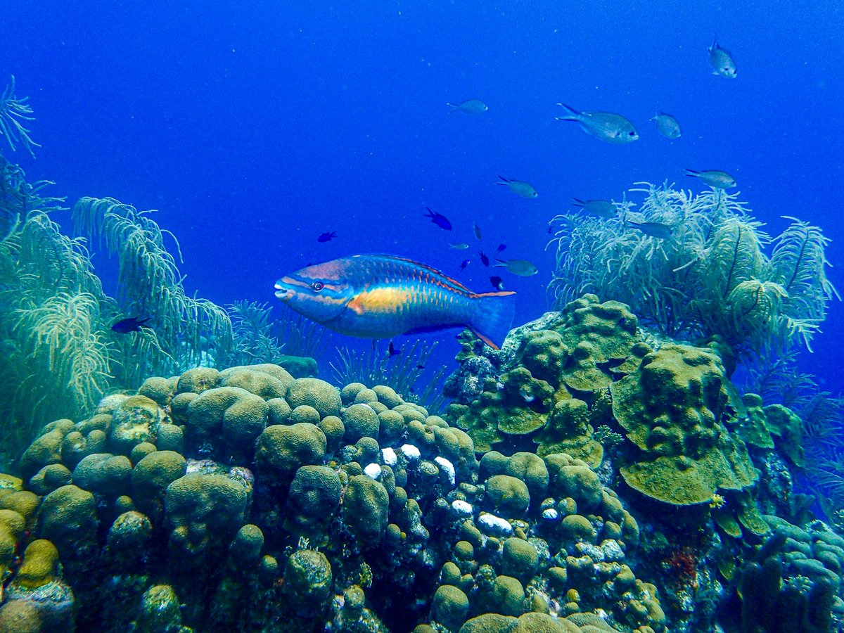 UTMSI (@utmsi) on Twitter photo Researchers at UTMSI recently published a study in the <a href="/MEPS_IR/">Marine Ecology Progress Series (MEPS)</a> shedding light on the intricate relationships between parrotfish and coral reef ecosystems. Discover more about this study here: bit.ly/4bW7kVv
📷: Hannah Rempel
#UTMSI #TexasScience Researchers at UTMSI recently published a study in the <a href="/MEPS_IR/">Marine Ecology Progress Series (MEPS)</a> shedding light on the intricate relationships between parrotfish and coral reef ecosystems. Discover more about this study here: bit.ly/4bW7kVv
📷: Hannah Rempel
#UTMSI #TexasScience
