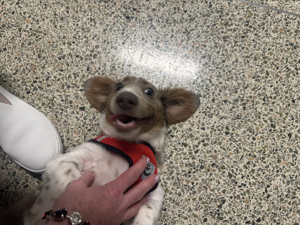 mcperry705's tweet image. The District Office went to the dogs this week! 🐾 It’s amazing how a wagging tail  can brighten up the workday.  #PetsAtWork #HappyWorkplace
