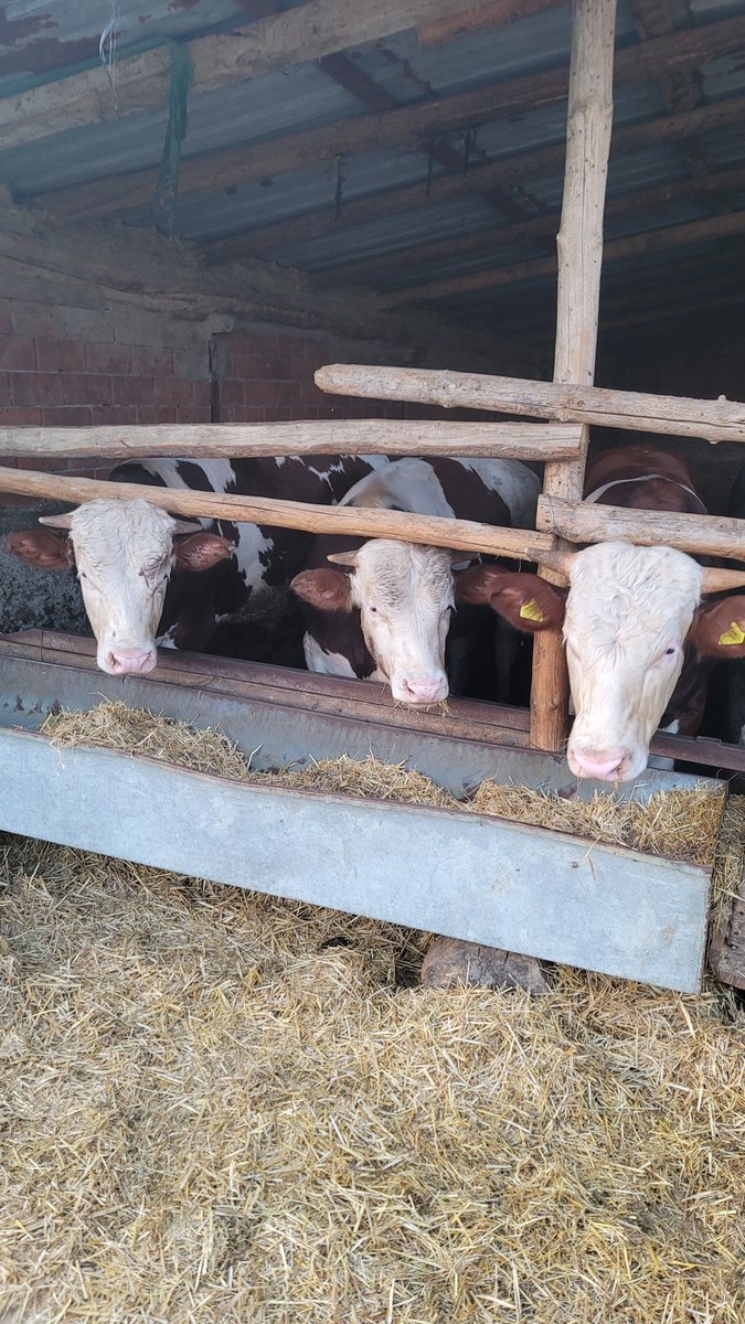 Nasılsınız diyorum depresyondayız diyolar neden dedim çok kilo aldık kesecekler bizi dediler bende bişi olmaz daha 3 4 ayınız var dedim(daha çok üzüldüler sebebi bilinmezz)