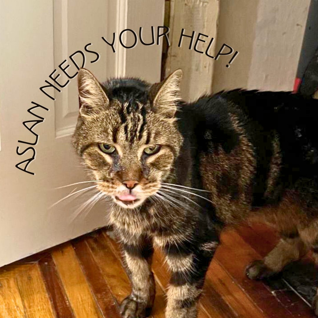 Morris Animal Refuge tweet media