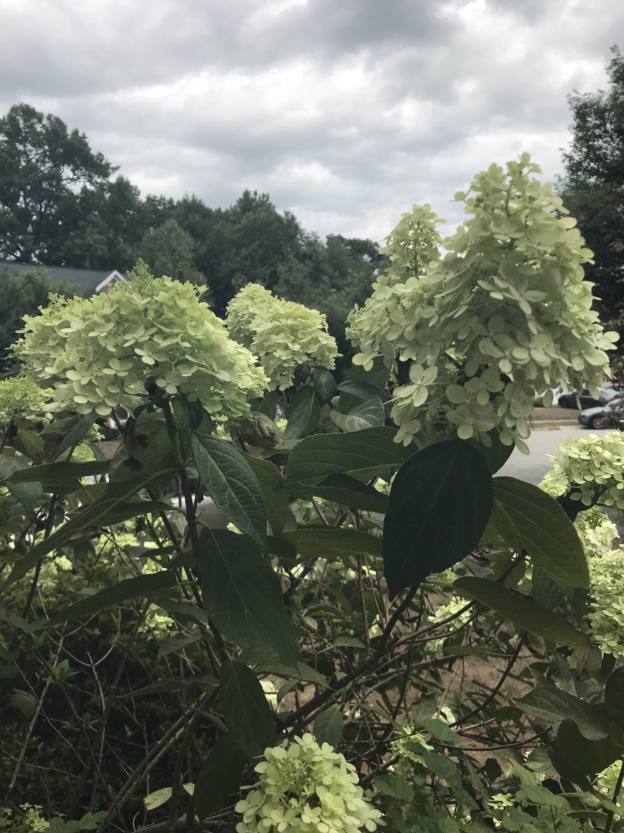 poey1941's tweet photo. Replying to @GardenerFliss #WhiteHydrangea. Limelight https://t.co/jvHstwzUl6