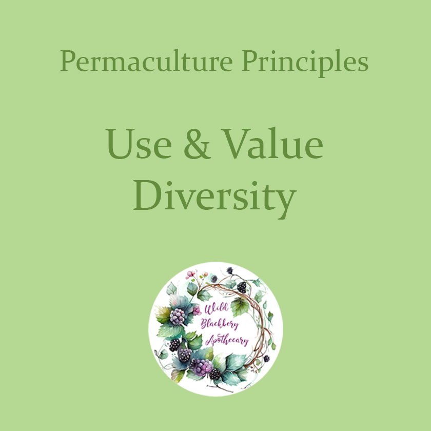 wbb_apothecary's tweet photo. Diverse streams of income, methods of harvest preservation, herbs, insects, etc. all come together to produce resiliency.Β When one herb fails, for example. another one will thrive.Β #permacultureprinciples https://t.co/SSFCxNPTcm