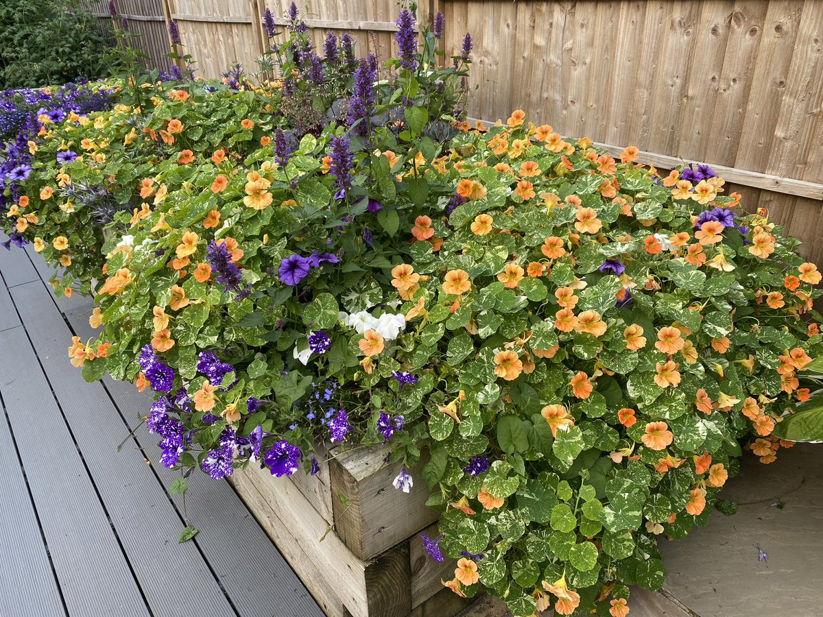 Have to say chuffed with my raised bed garden boarders. Most of these were grown from seed! My design training coming to use with shades from opposite sides of the colour wheel. Gardening is part of the wellbeing activities; a welcome diversion from running the new business!