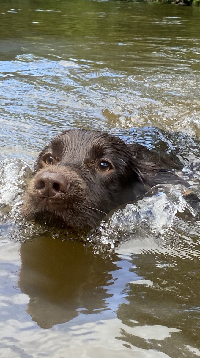 Otto cooling off in the #river barle today on #exmoor . #spaniel #swimming