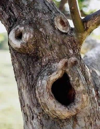 BigFatTreeMeme's tweet photo. We are live!
You can buy the Big Fat Tree token right now!
CA: 2WRoApqjGM1JKy6F6gDmWF6rBDozNvxm2qDHQPmZpump
Make it green!
Link: https://t.co/5I1K1VFNnJ
#PumpFun #Solana #TreeMeme #MemeCoin #PumpCoin $SOL $SOLANA https://t.co/J5vxX6PL1t
