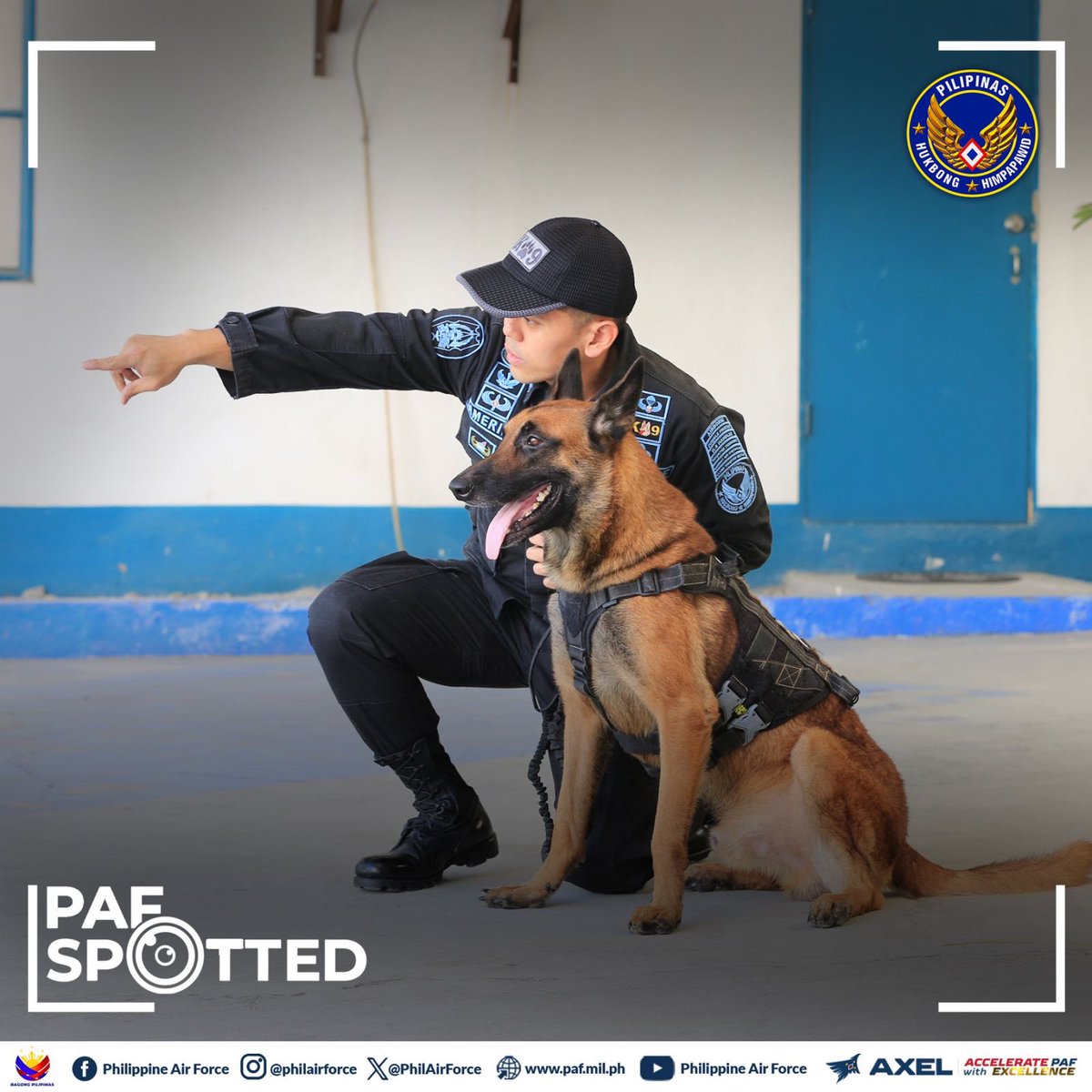 PhilAirForce's tweet photo. PAF SPOTTED | A highly trained K9 working dog intently listens to its handler's instructions as they participate in an exercise demonstrating  the PAF K9 unit's capabilities.

#AcceleratewithExcellence #GuardiansofourPreciousSkies #PAFyoucanTrust #OneAFPOnePHILIPPINES https://t.co/uj3qoUdwRC