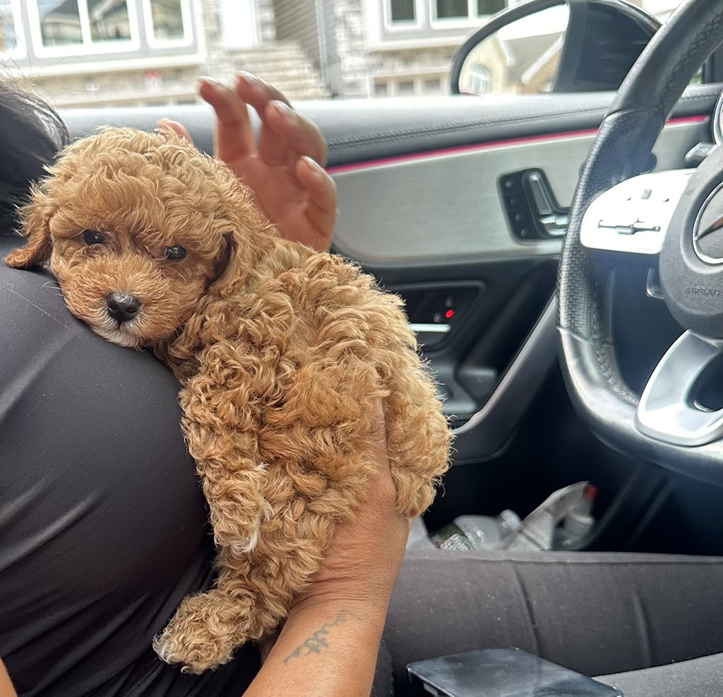 miasonyae's tweet photo. officially a dog mommy🫶🏾 https://t.co/xtK76BpuUR