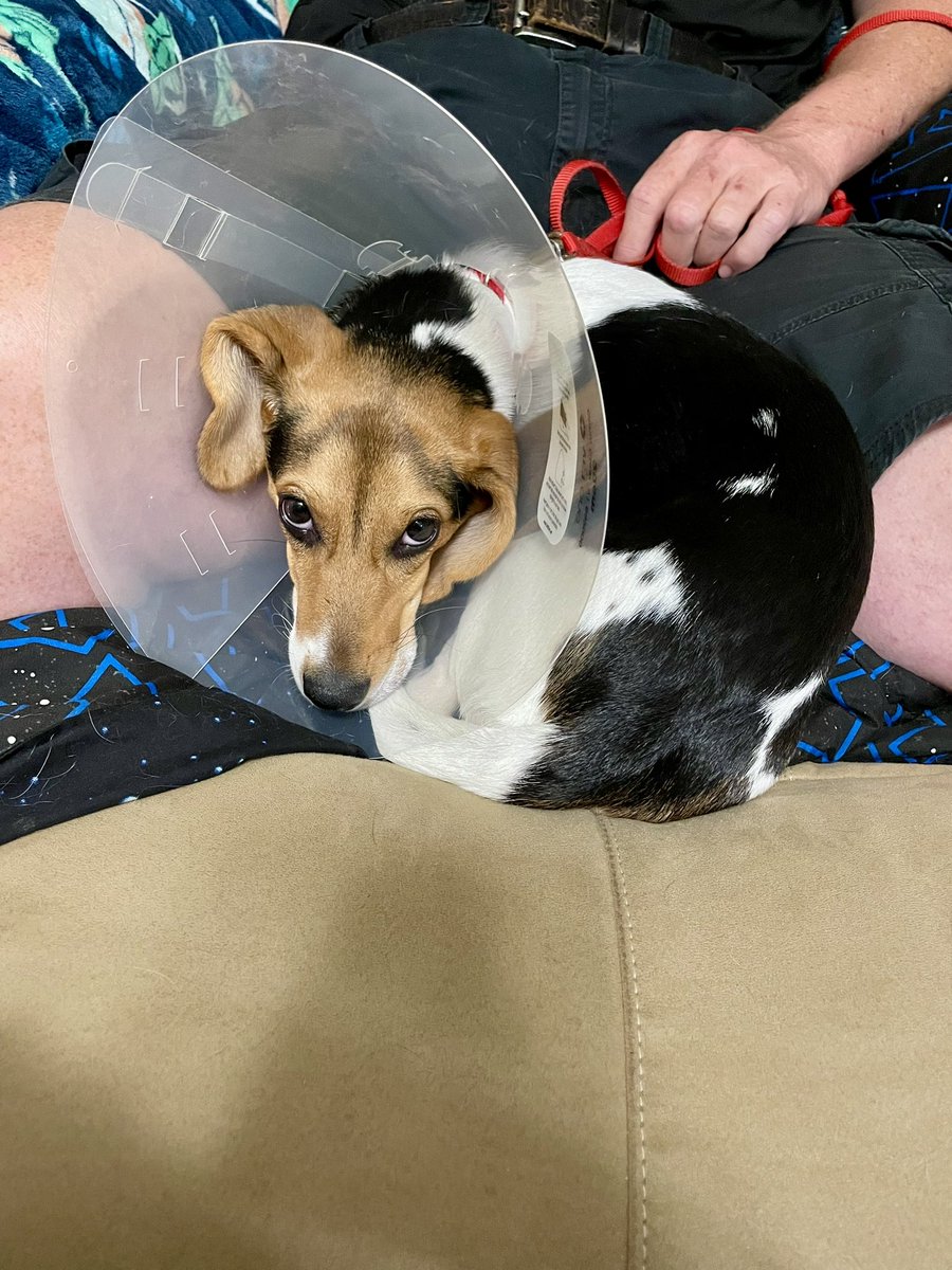 Nothing can be sadder than a baby beagle in a E-collar… she got spayed today and is recovering nicely.
