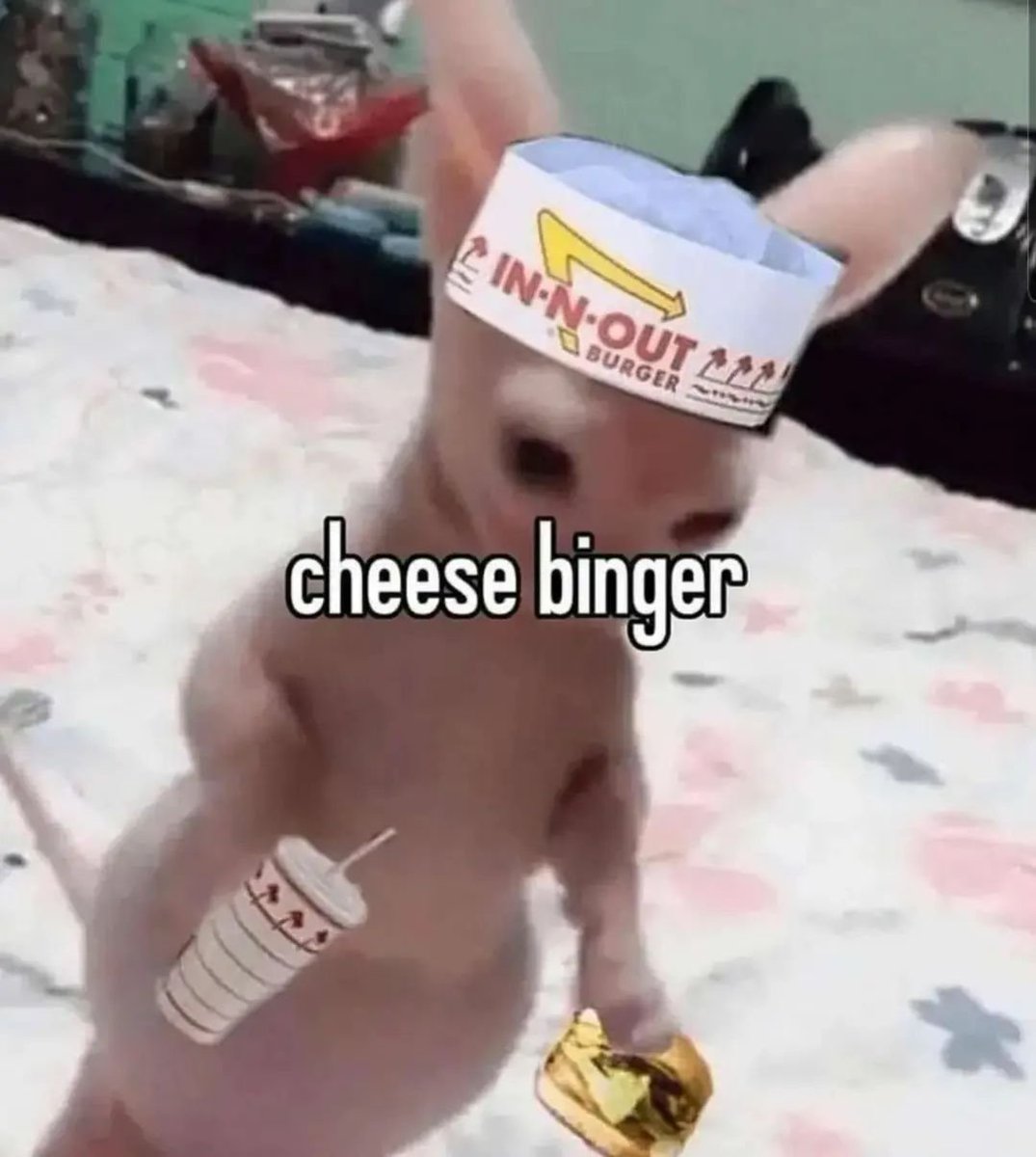 Punch Cat (@punchingcat) on Twitter photo 