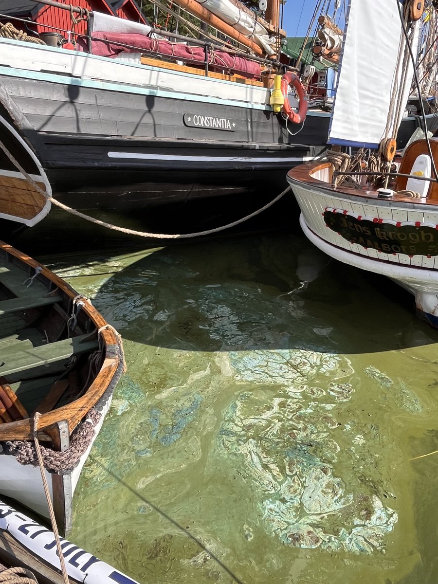 Tall Ships ja pysäyttävä sinilevätilanne Suomenlahdella. Järkyttävää.
