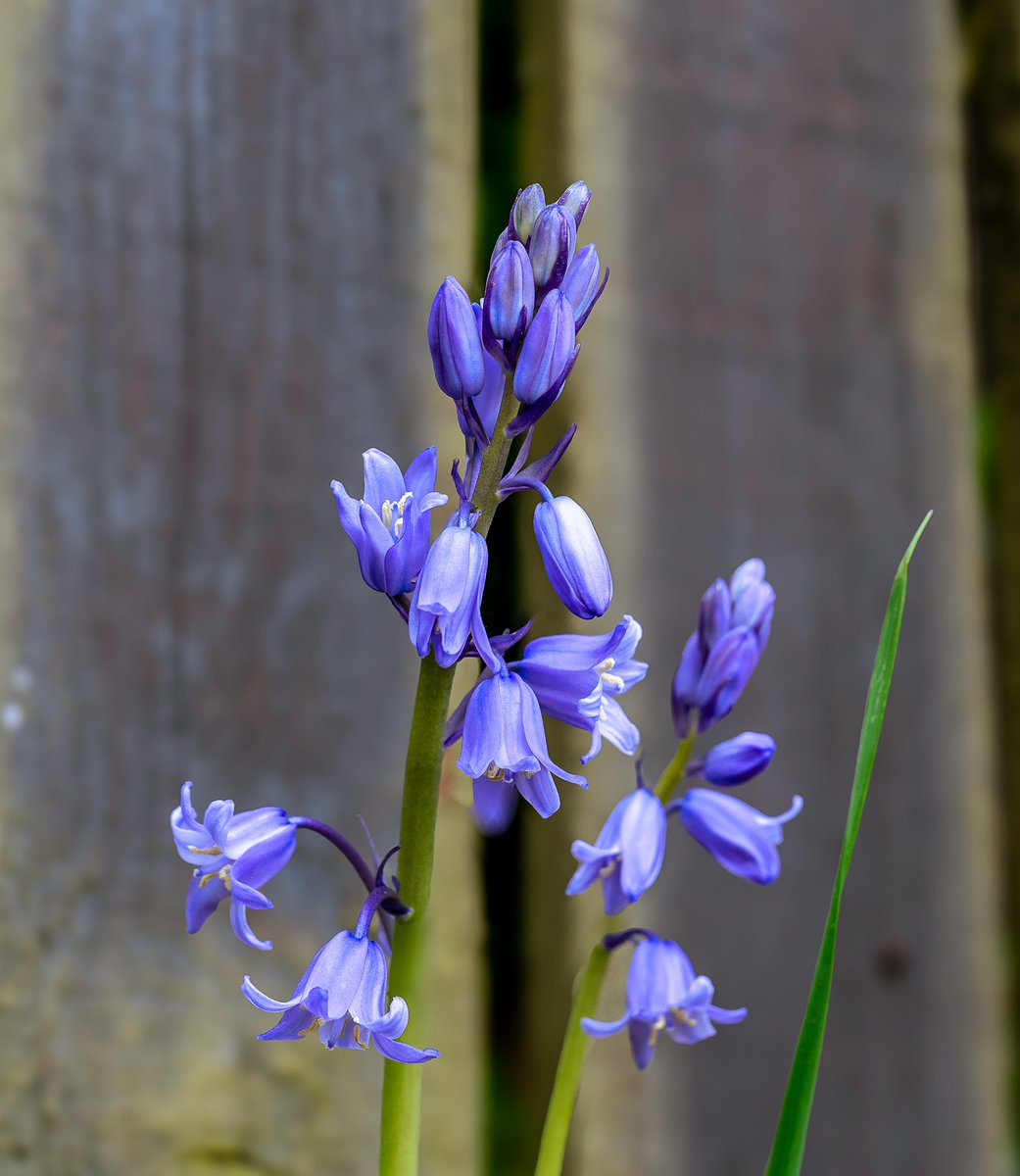 SamPattison's tweet image. Bluebells #photography #photographylovers