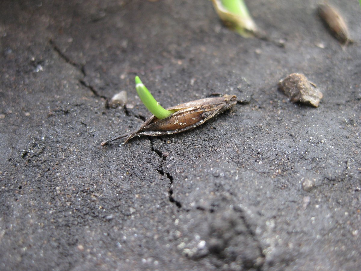 Let's dig a little deep shall we? Here is our most recent factsheet on the wild oat seedbank! c8x545.p3cdn1.secureserver.net/wp-content/upl…