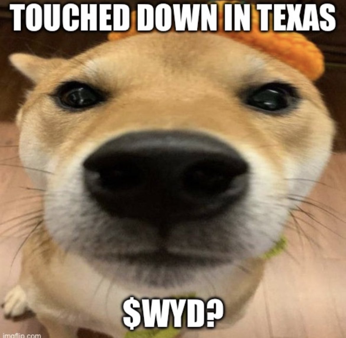 wyd_onsol's tweet photo. What tha dog doin?

Touching down in texas😎
$wyd #wyd #DreamCon2024 https://t.co/1ry9jreC1p