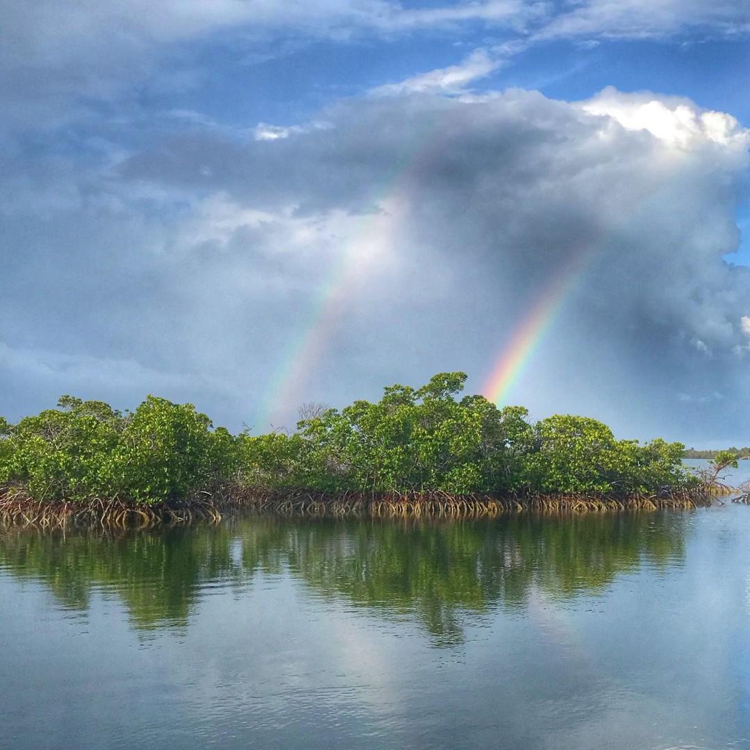 Mangroves act as wildlife nurseries, form a protective wall from storms, cycle nutrients, and provide food and shelter for many species (humans included!).

Functioning as both protectors and providers, they contribute much more than meets the eye. #WorldMangroveDay

📸USFWS