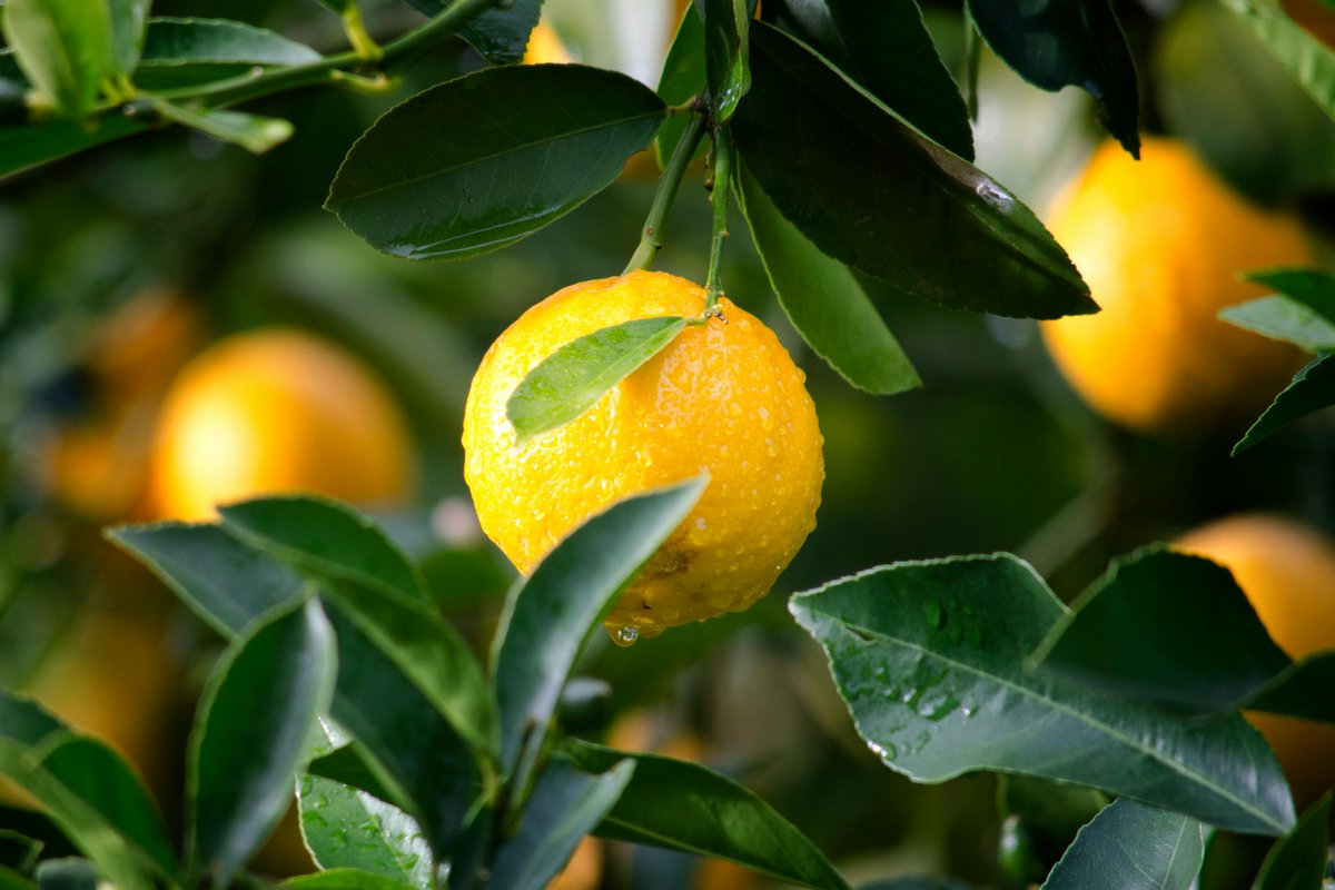 CultivateCA's tweet photo. California lemon production experienced rising acreage and yields with growers in the state producing 1.06 million tons in 2022–23, marking a 50-year record. Nice job, lemon growers!

#CFWC #CaliforniaAg #InSeason #CAwater #Farming #foodgrowswherewaterflows #californiafarms https://t.co/9mnEYKWBy3