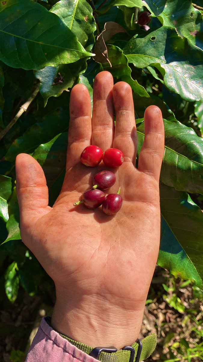 JacintoVallarta's tweet photo. ¡Entrega gratis de café en el D.F!

A inicios de agosto estaremos entregando cafecito enmielado. 

También estaré en mi bello Xochimilco, centro del universo. 

Información y pedidos por mensaje. 

La producción de nuestro café es 100% familiar 🙌🏿

Nos ayudan mucho con un RT. https://t.co/apwyQw19Zr