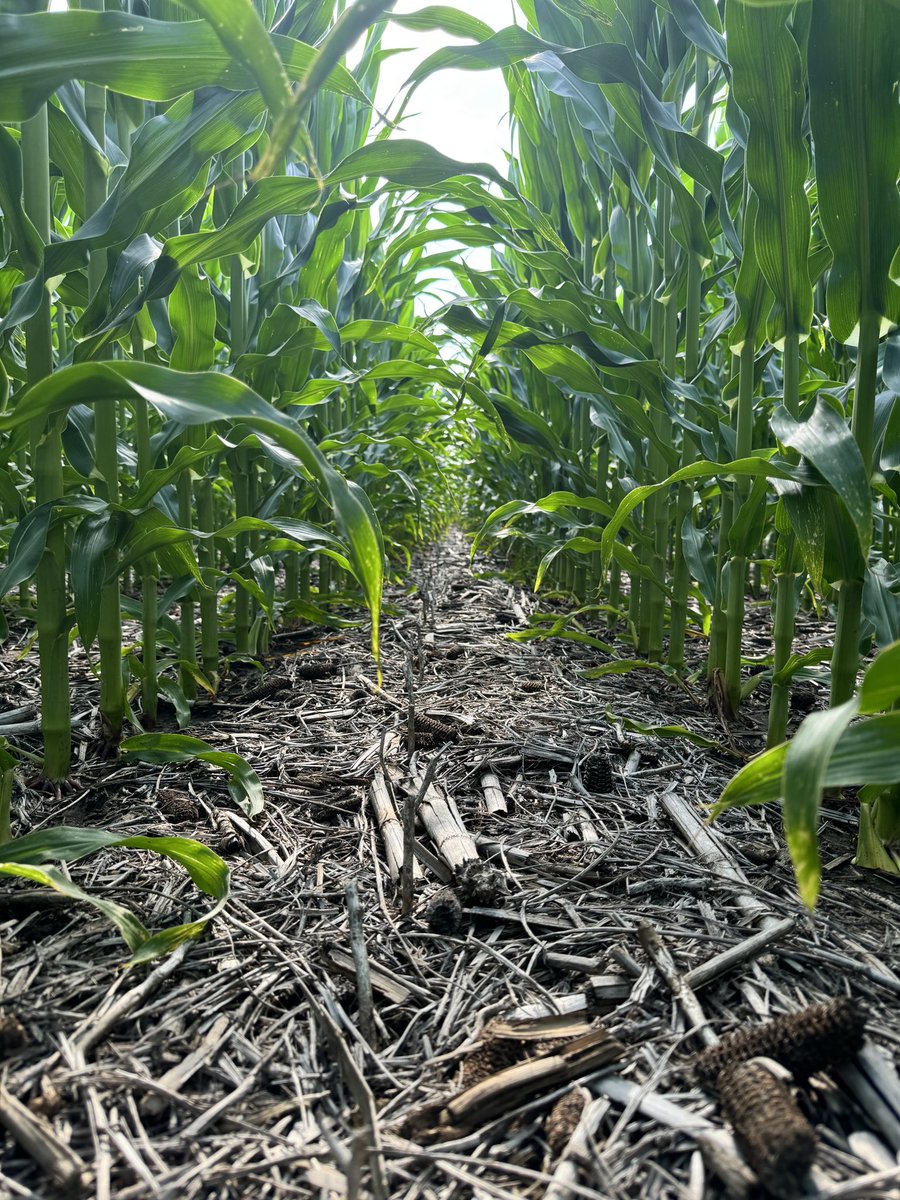 <a href="/ChannelSeed/">Channel Seed</a> I promise I haven’t forgotten about the trial! We squeezed in the Channel 215-70 on May 20th, and just hit VT/R1 earlier this week. The in-row picture is from a no-till no P/K treatment.