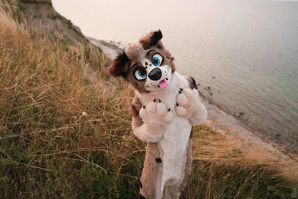 I can hardly contain my floof. AlphaDogs did an amazing job bringing my Aussie to life!

🧵 <a href="/AlphaDogsStudio/">Alpha Dogs</a>
📷 <a href="/Yakul_dragon/">Yakul</a>

#fursuit #furry #FursuitFriday