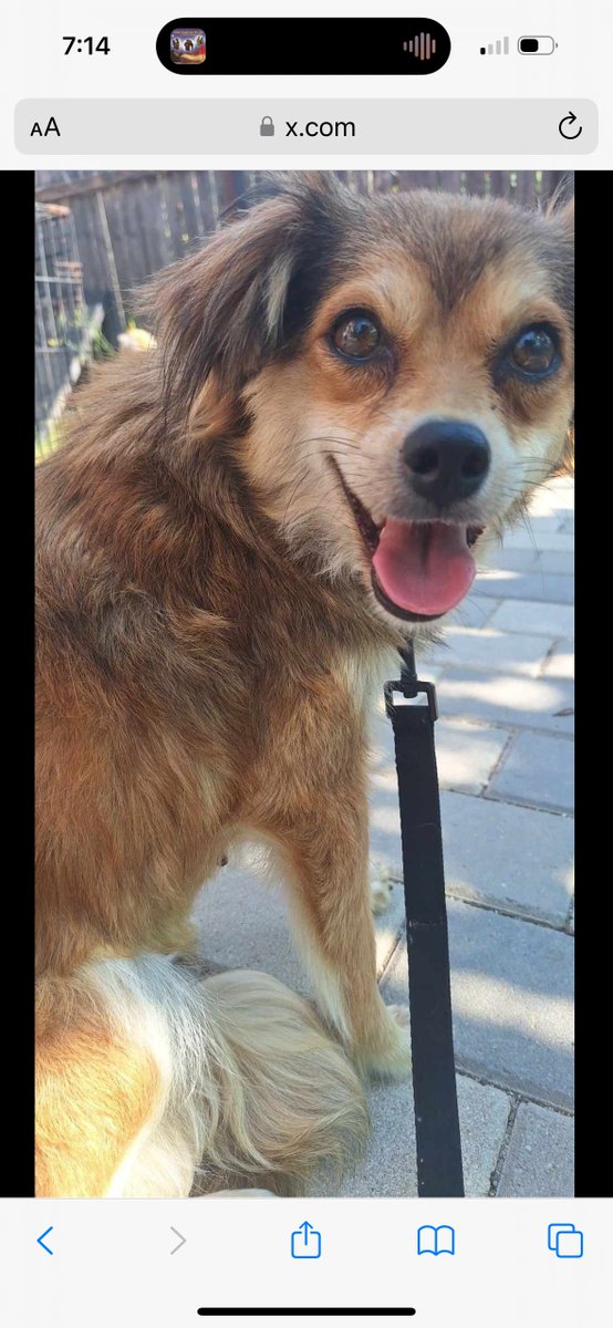 DrFiehn's tweet photo. @DogDeskAction And honorary pups I am helping to foster...if anyone wants to help @Sashibibi is fundraising for little ones at the moment! #NationalDogPhotographyDay #dogs #dog #dogsfx https://t.co/UNpsiFqr2O