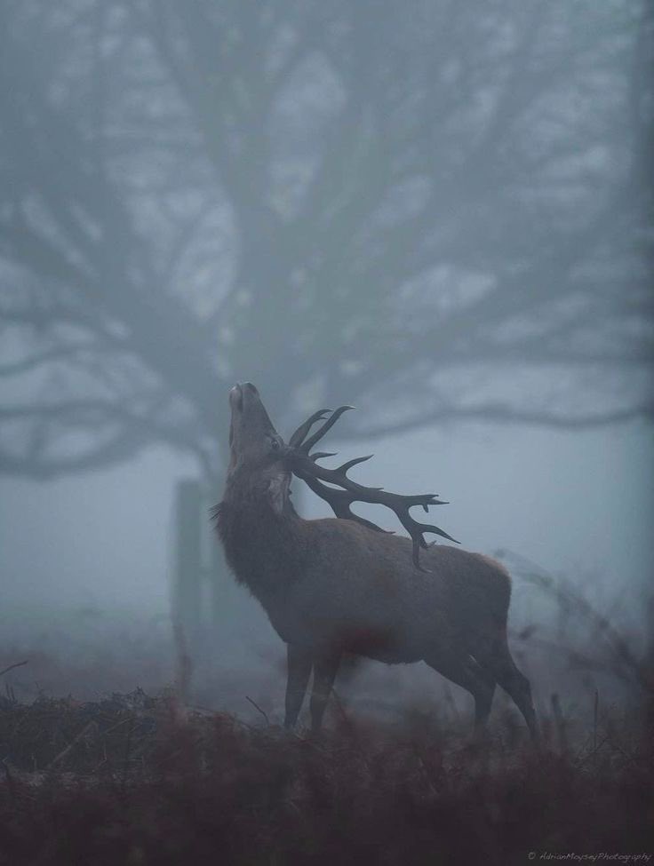 The Olde Gods Are Calling ! 

They’d like their Kingdom Back.