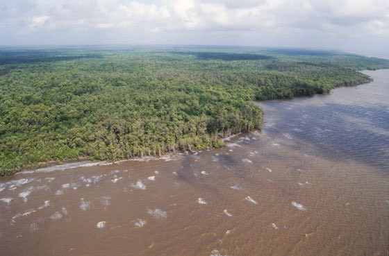 CaribeSurOrg's tweet photo. #DiaMundialdelosManglares Los manglares son ecosistemas que se encuentran a lo largo de la costa y sus mayores exponentes en el extremo oriental del país, como en el delta del Orinoco, el río San Juan, el golfo de Paria y el Esequibo, donde hay árboles con 25 a 40m de altura. https://t.co/e0U7SXjpRR