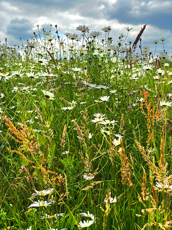 eugpower's tweet photo. "Walking" #208
#wildflowers #hampsteadheath #photography #walking #outdoors #summer #summerflowersinbloom #greenbeauty #lookingatnature #medows #iphonephotography https://t.co/QjfJHQu01a