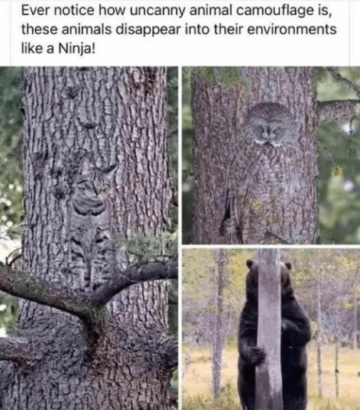 BigFatTreeMeme's tweet photo. We are live!
You can buy the Big Fat Tree token right now!
CA: 2WRoApqjGM1JKy6F6gDmWF6rBDozNvxm2qDHQPmZpump
Make it green!
Link: https://t.co/5I1K1VFNnJ
#PumpFun #Solana #TreeMeme #MemeCoin #PumpCoin $SOL $SOLANA https://t.co/tirfdvoQkZ