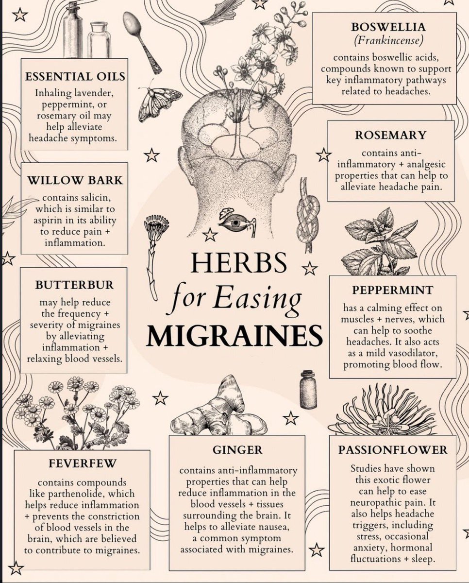 Herbs for easing Migraines👇🏽👇🏽