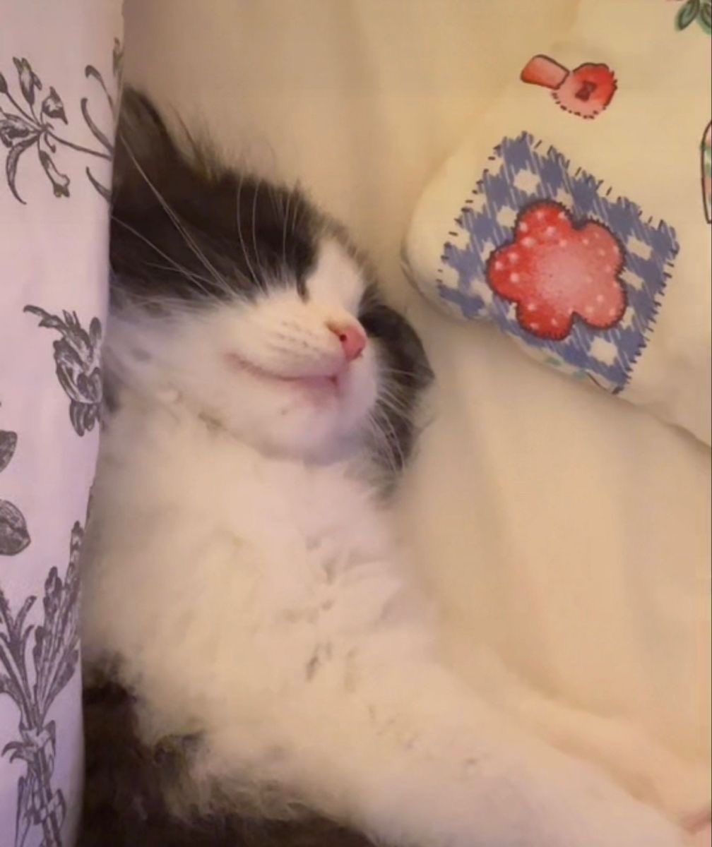 Hum_Blippo's tweet image. ooouoHhuuu sso mutch mioilk.. . nid eepy. ..