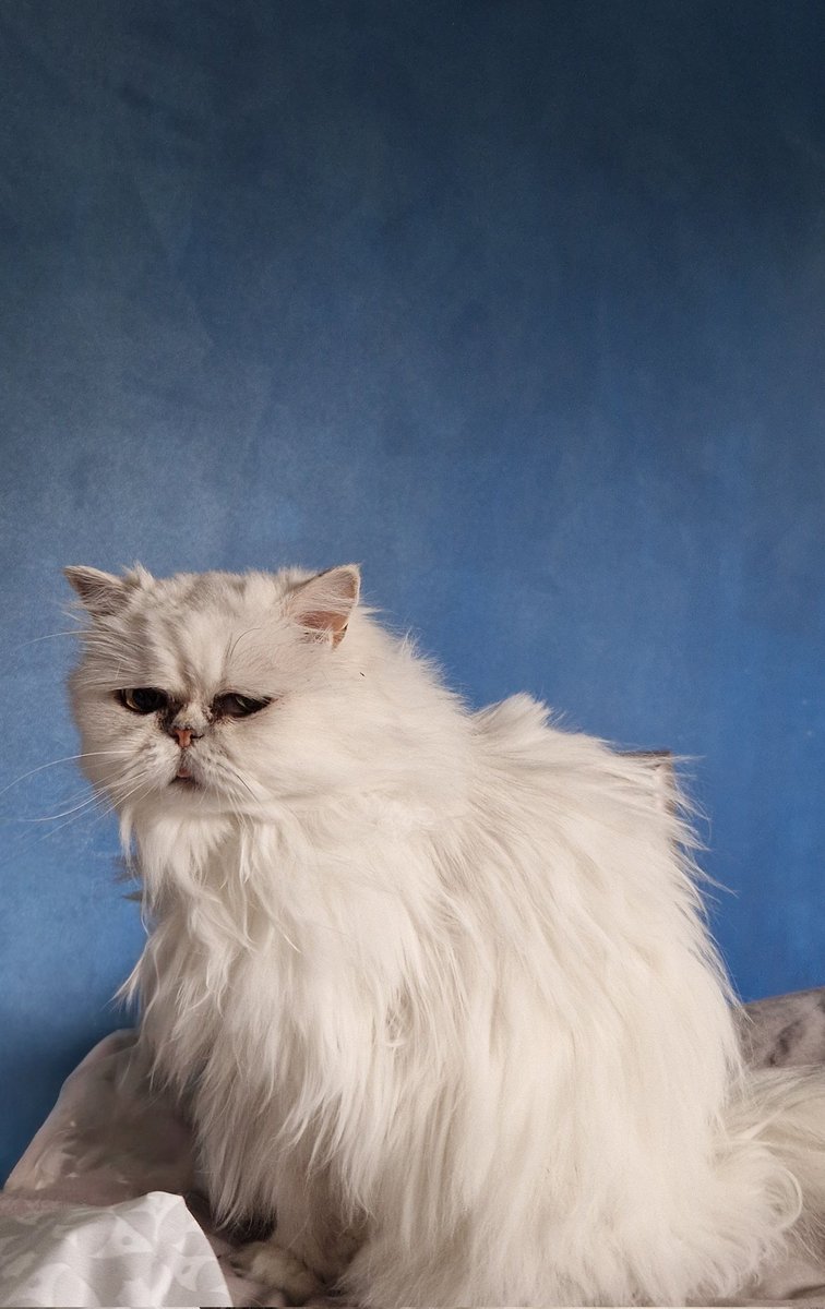 Heyworth123's tweet photo. Looking like one of them Renaissance painting cats. https://t.co/rhll7gWc3f